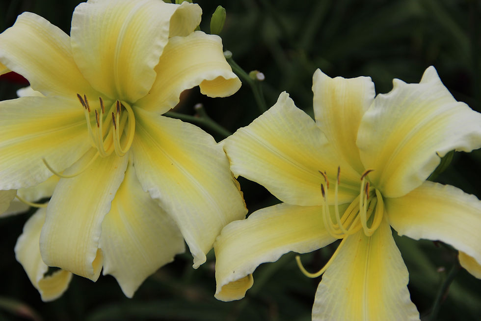 Thumbnail: Mount Echo Sunrise Daylily