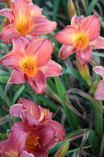 hawaiian party dress daylily Hawaiian Party Dress Daylily - 1 plant, 2 fans bareroot . Ship Fall & Spring