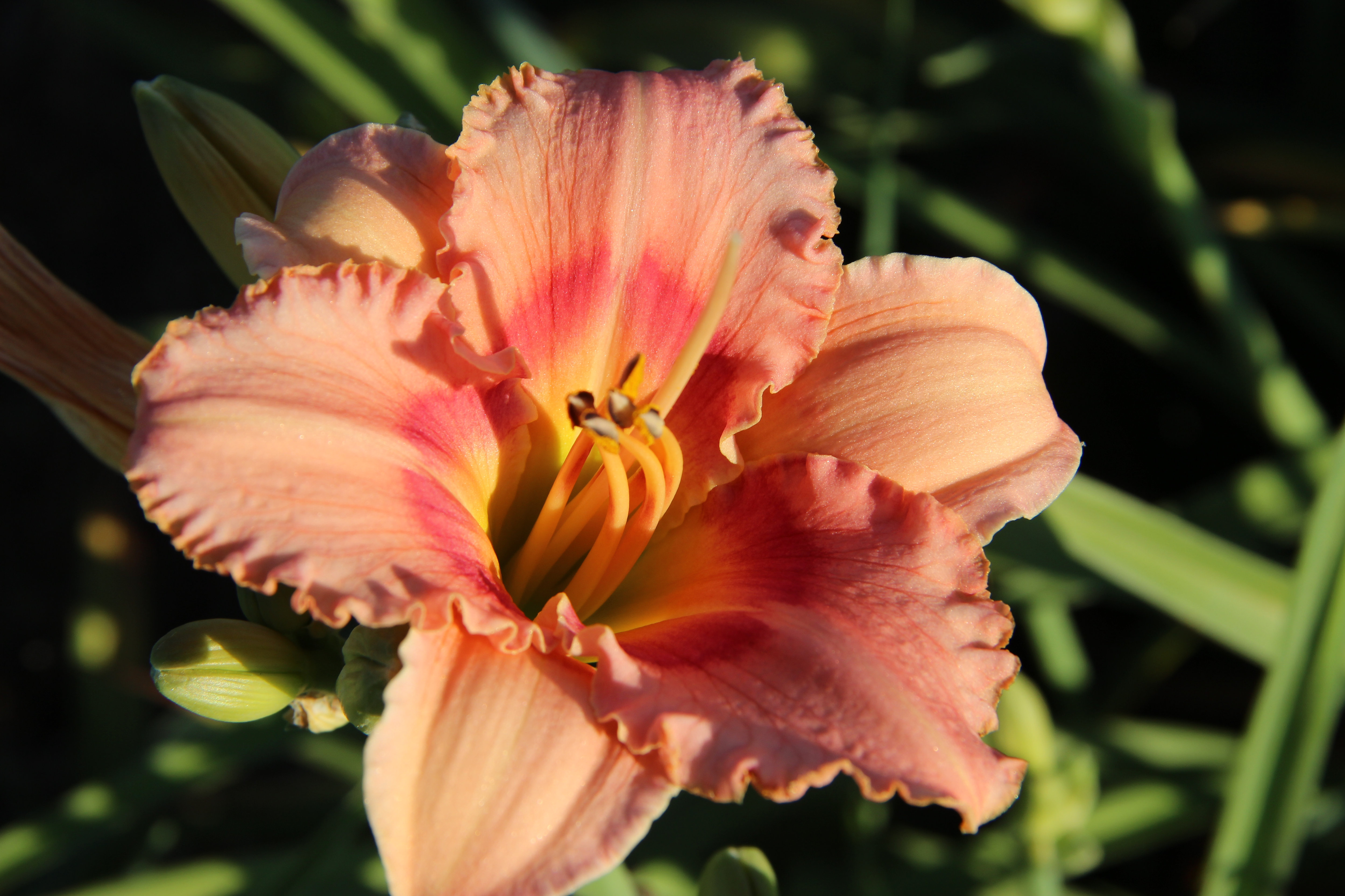 Pink Cotton Candy daylily Daylily Drive