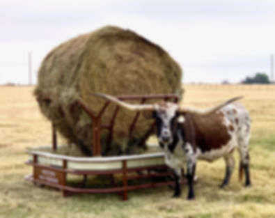 The Cattleman