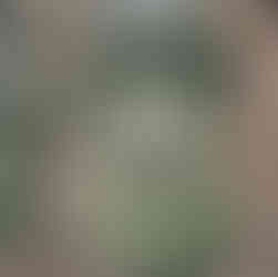 Detail zeleného výkladu kouzelnického obchodu v Hogsmeade, zdobeného girlandami a květinami.