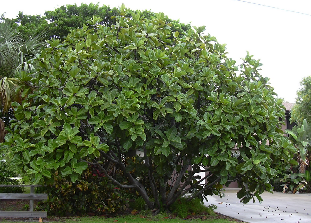 How I Revived My Fiddle Leaf Fig