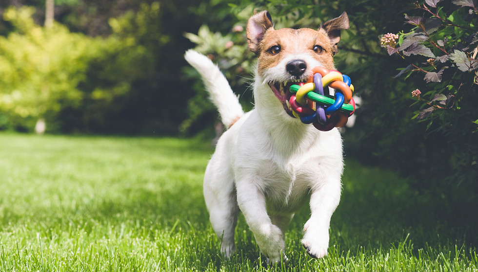 Dog with a toy