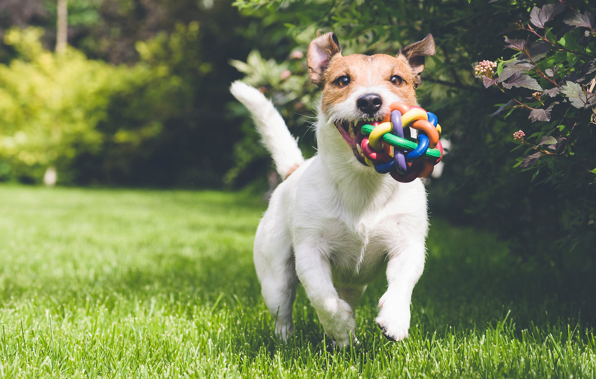 De hond die met speelgoed