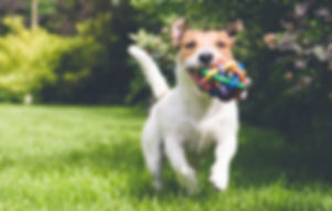 De hond die met speelgoed