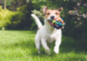 おもちゃで実行している犬