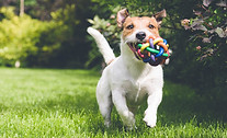 dog running with toy