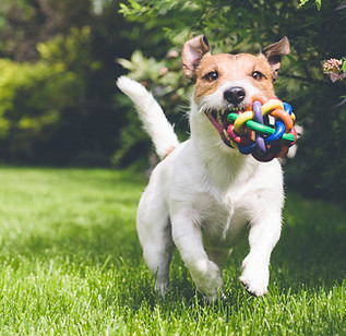 Hund mit Spielzeug läuft