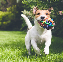Hund mit Spielzeug läuft