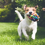 Dog with a toy