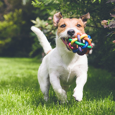 Dog with a toy