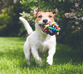 Dog with a toy