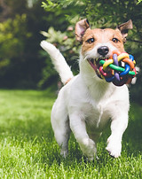 おもちゃで実行している犬