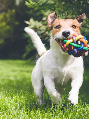 dog running with toy