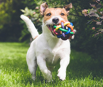 dog running with toy