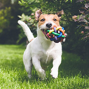 Hund mit Spielzeug läuft