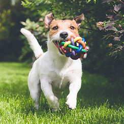 dog running with toy