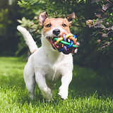 dog running with toy