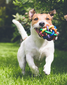 dog running with toy