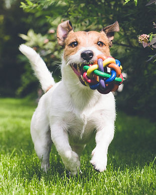 dog running with toy