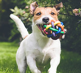 Biosa Pet hund