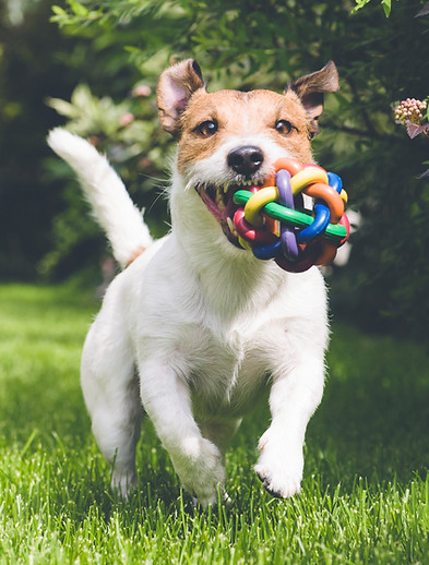 dog running with toy