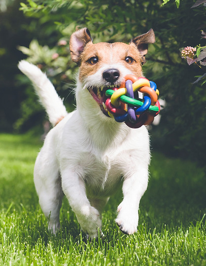 Dog Walking and pet sitting services Malpas