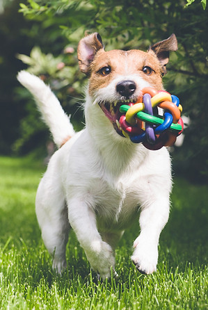 Dog Playing Outdoors
