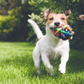 Dog Running