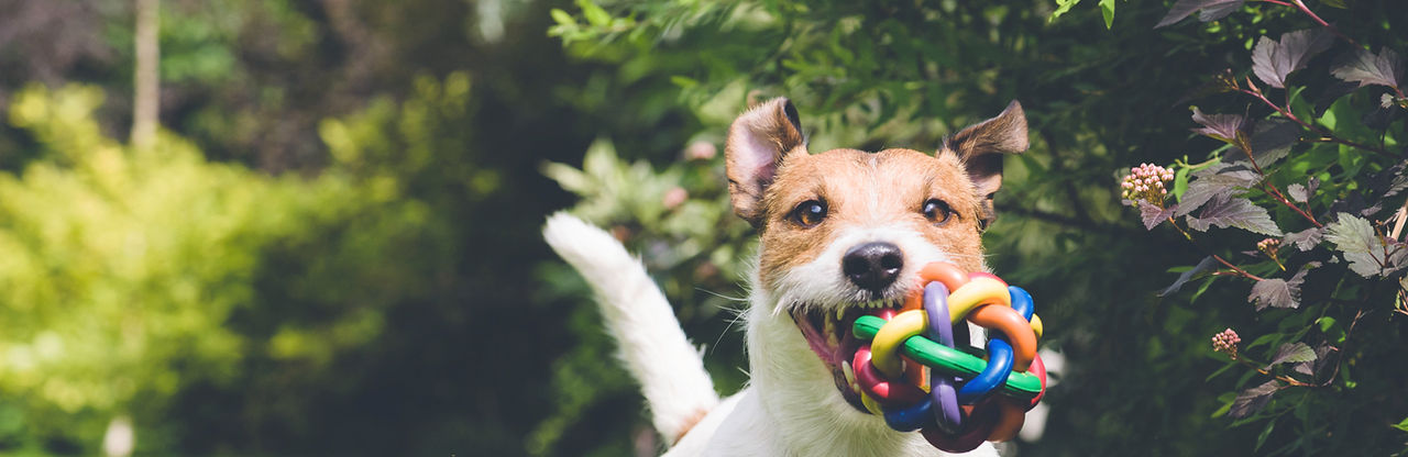 cachorro correndo com brinquedo