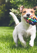 Dog with a toy