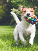Un cane corre felice in un prato verde con in bocca un gioco in una giornata di sole 