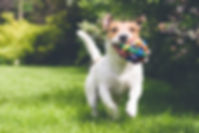 おもちゃで実行している犬