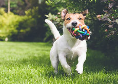 dog running with toy