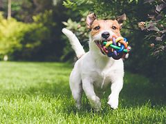 Hund mit Spielzeug läuft