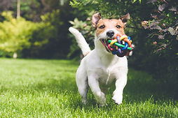 cachorro correndo com brinquedo