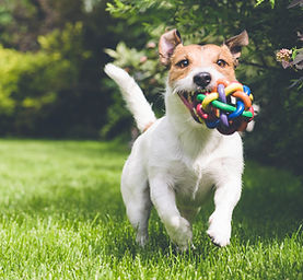 Dog Playing Outdoors