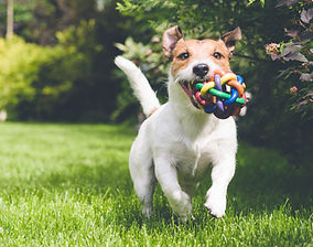 Happy terrier running with toy