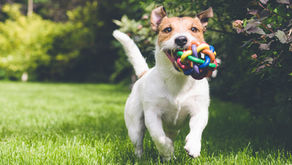 Homeopathic Pet Care