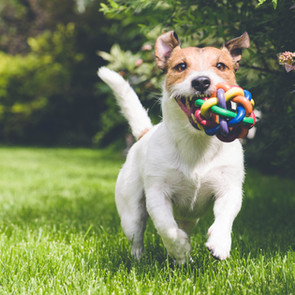 dog running with toy