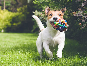 dog running with toy