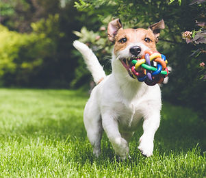 dog running with toy
