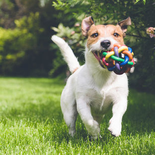 Hund mit Spielzeug läuft