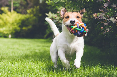 dog running with toy