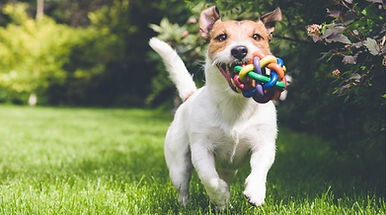 Dog Playing Outdoors