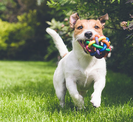 dog running with toy