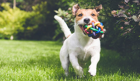おもちゃで実行している犬