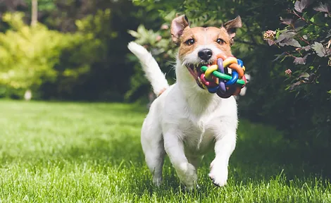 Baxter Veterinary Clinic Veterinary Services