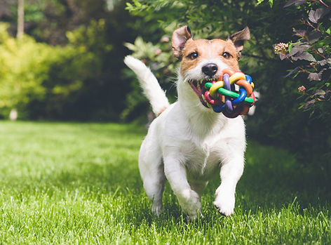 dog running with toy