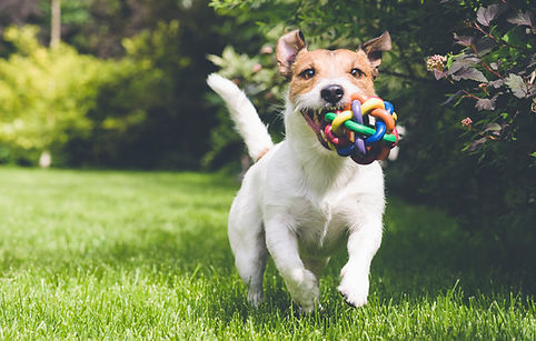 dog running with toy